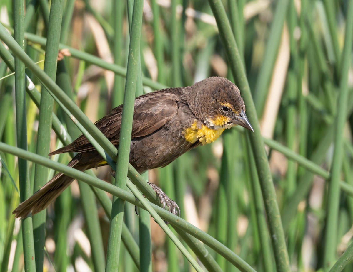 Yellow-headed Blackbird - ML352712591