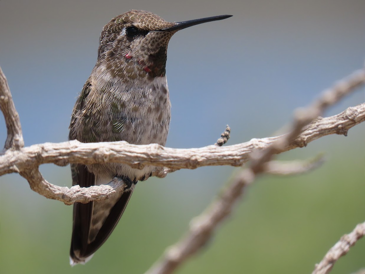 Anna's Hummingbird - ML352713181