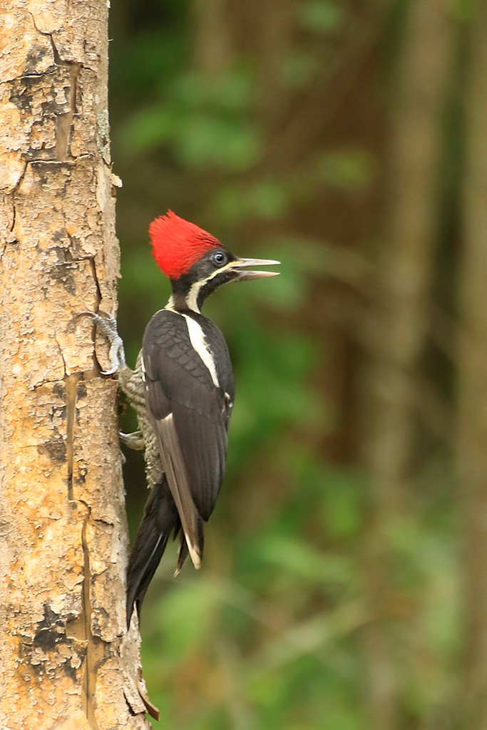 Lineated Woodpecker - Rene Valdes 🦜