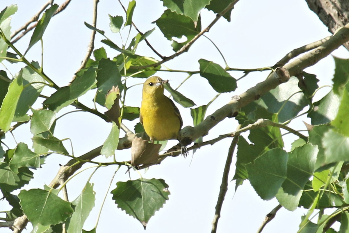 Orchard Oriole - ML352716791