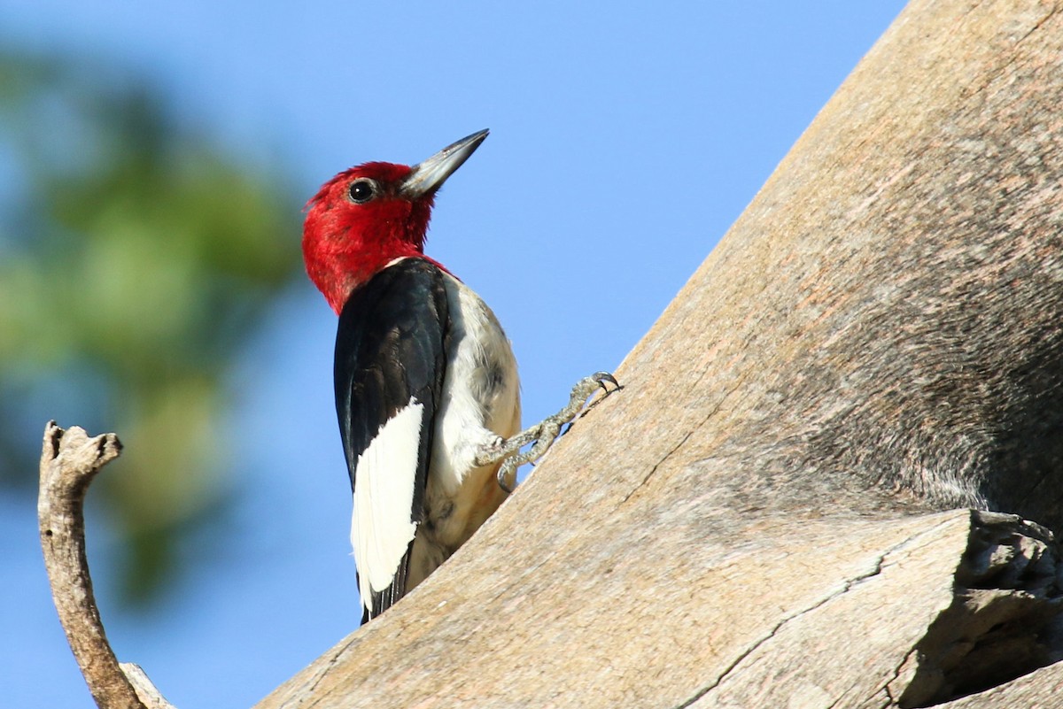 Red-headed Woodpecker - ML352717361