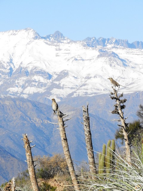 Birds in their habitat; Región Metropolitana de Santiago, Chile. - Chilean Mockingbird - 