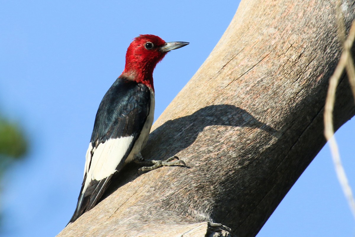 Red-headed Woodpecker - ML352717591