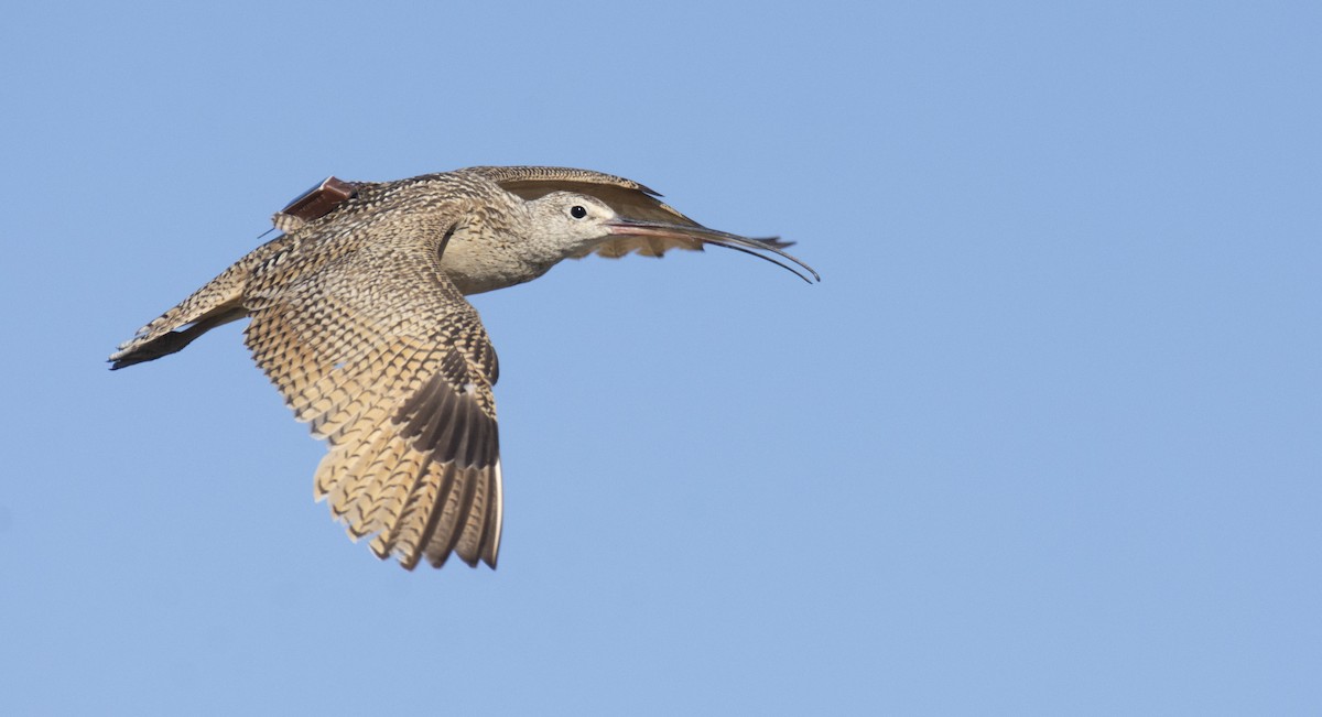 Long-billed Curlew - Marky Mutchler
