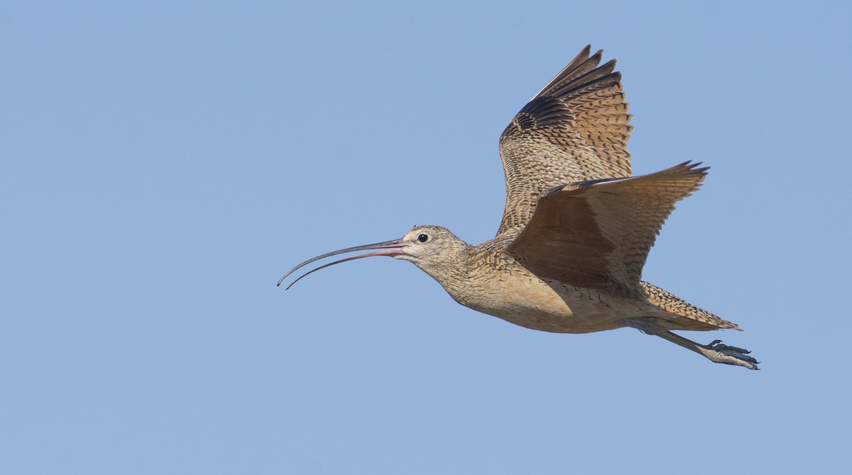 Long-billed Curlew - ML352723611