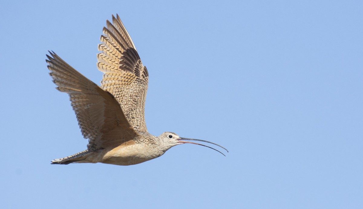 Long-billed Curlew - ML352723621