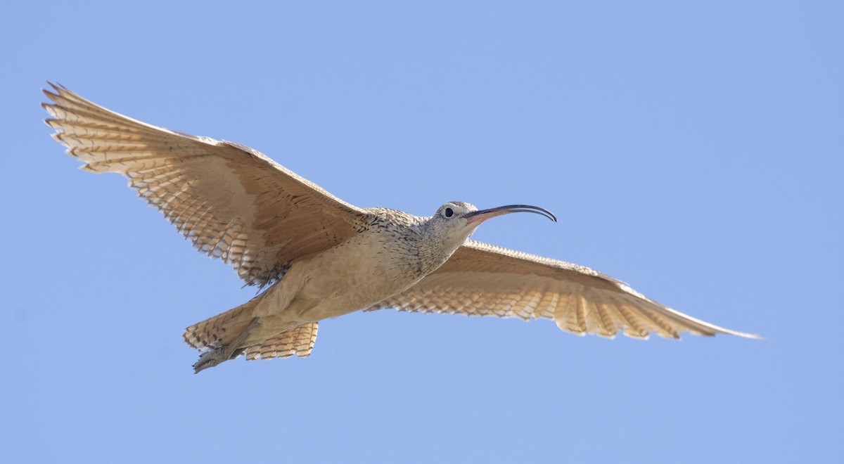 Long-billed Curlew - ML352723721