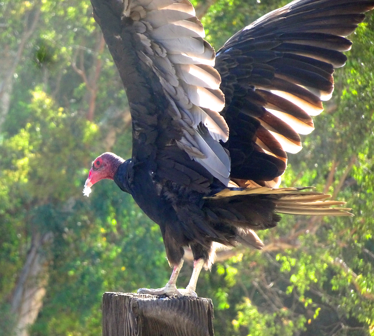 Turkey Vulture - ML352725251