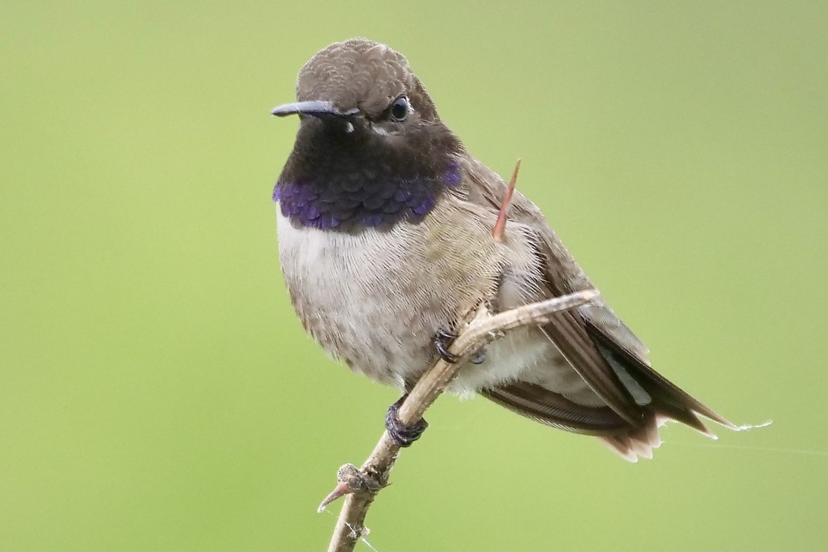 Black-chinned Hummingbird - ML352725481