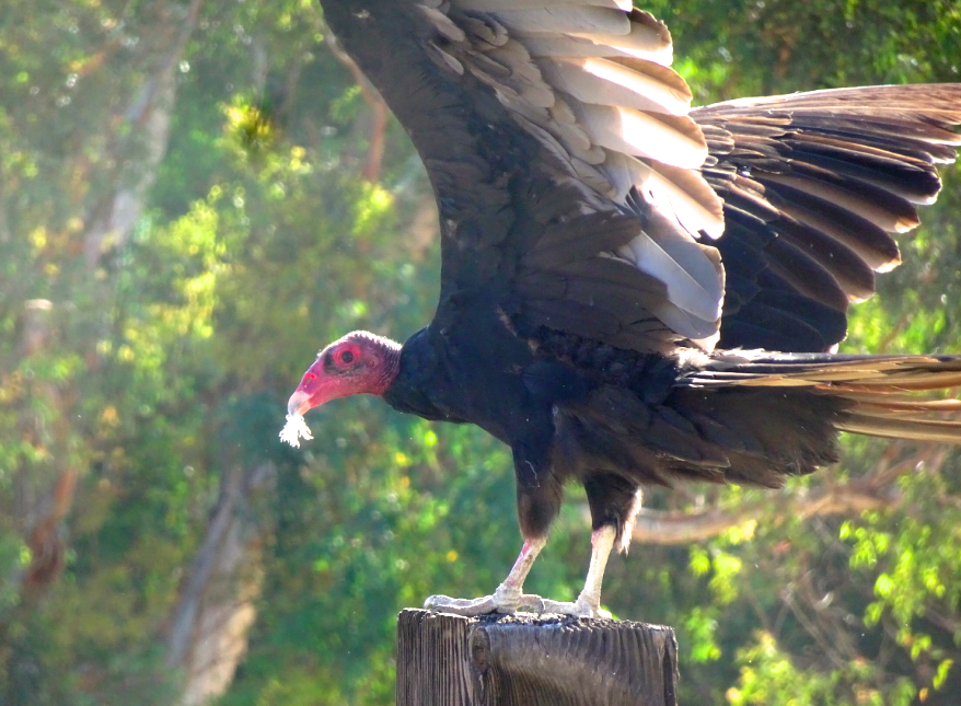 Turkey Vulture - ML352725491