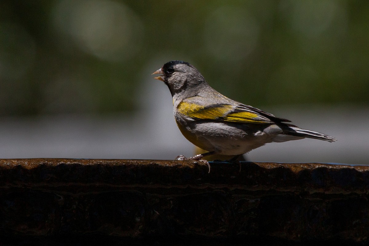 Lawrence's Goldfinch - ML352730921