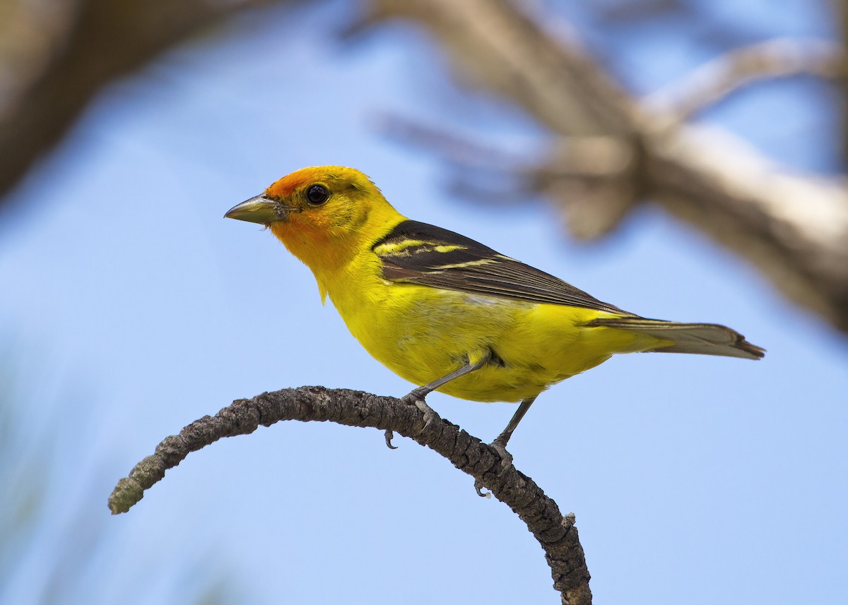 Western Tanager - Mary Clausen