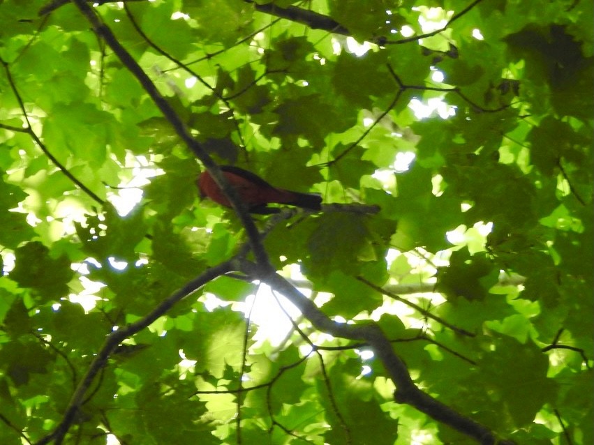 Scarlet Tanager - ML352735181