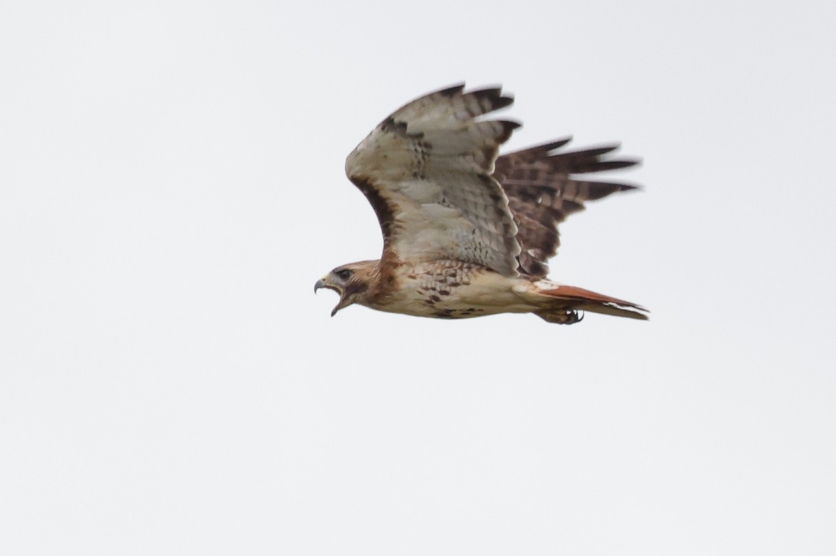 Red-tailed Hawk (borealis) - ML352737581
