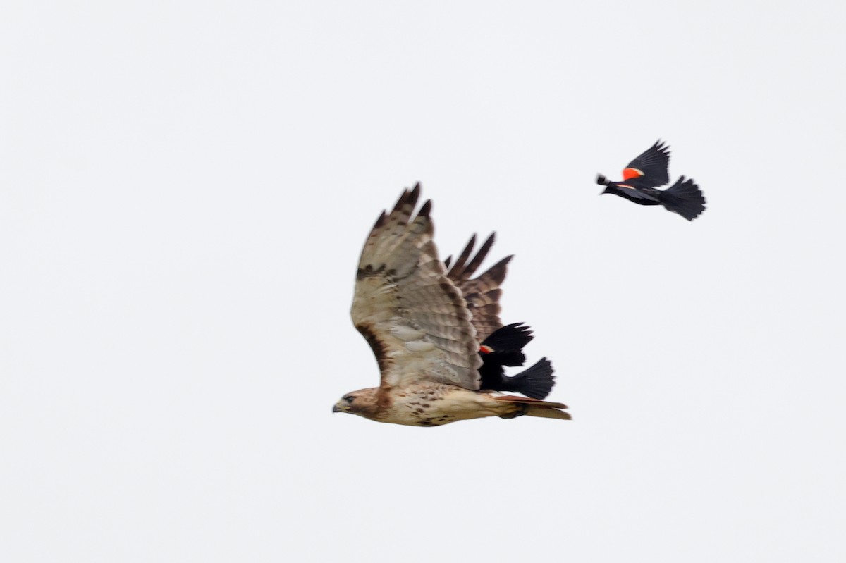 Red-tailed Hawk (borealis) - ML352738041