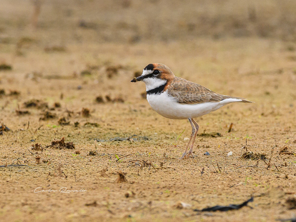 Collared Plover - ML352739691