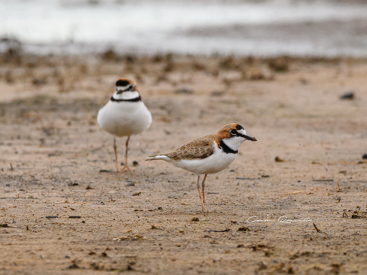 Collared Plover - ML352739701