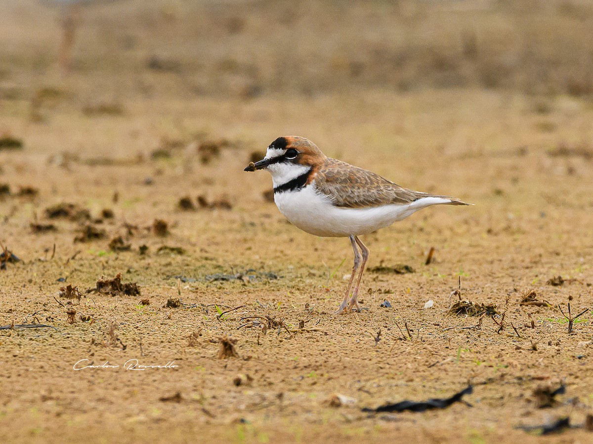Collared Plover - ML352739711