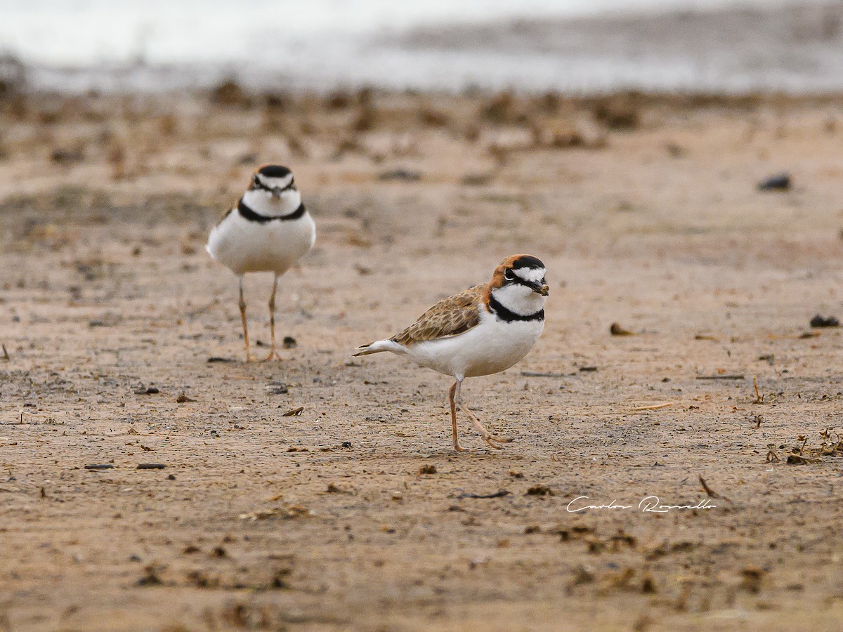 Collared Plover - ML352739751
