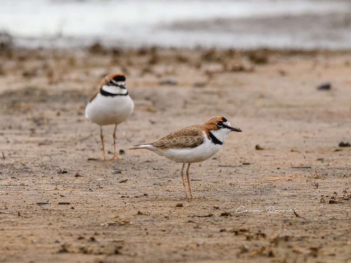 Collared Plover - ML352739761