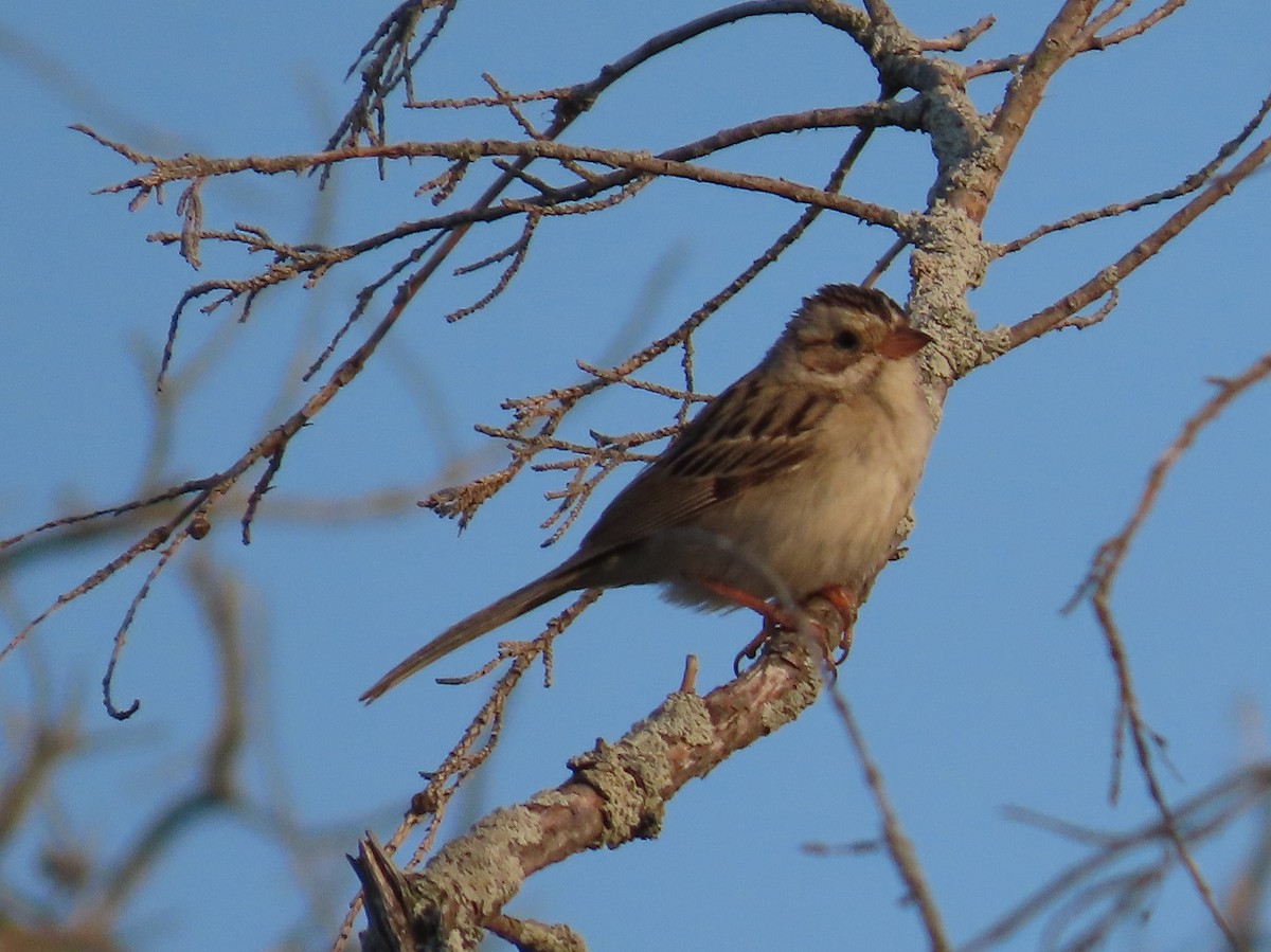 Clay-colored Sparrow - ML352743531