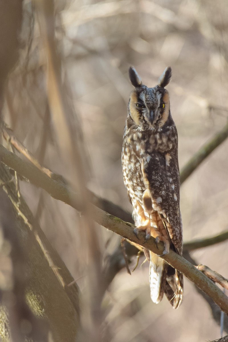 Long-eared Owl - ML352745881