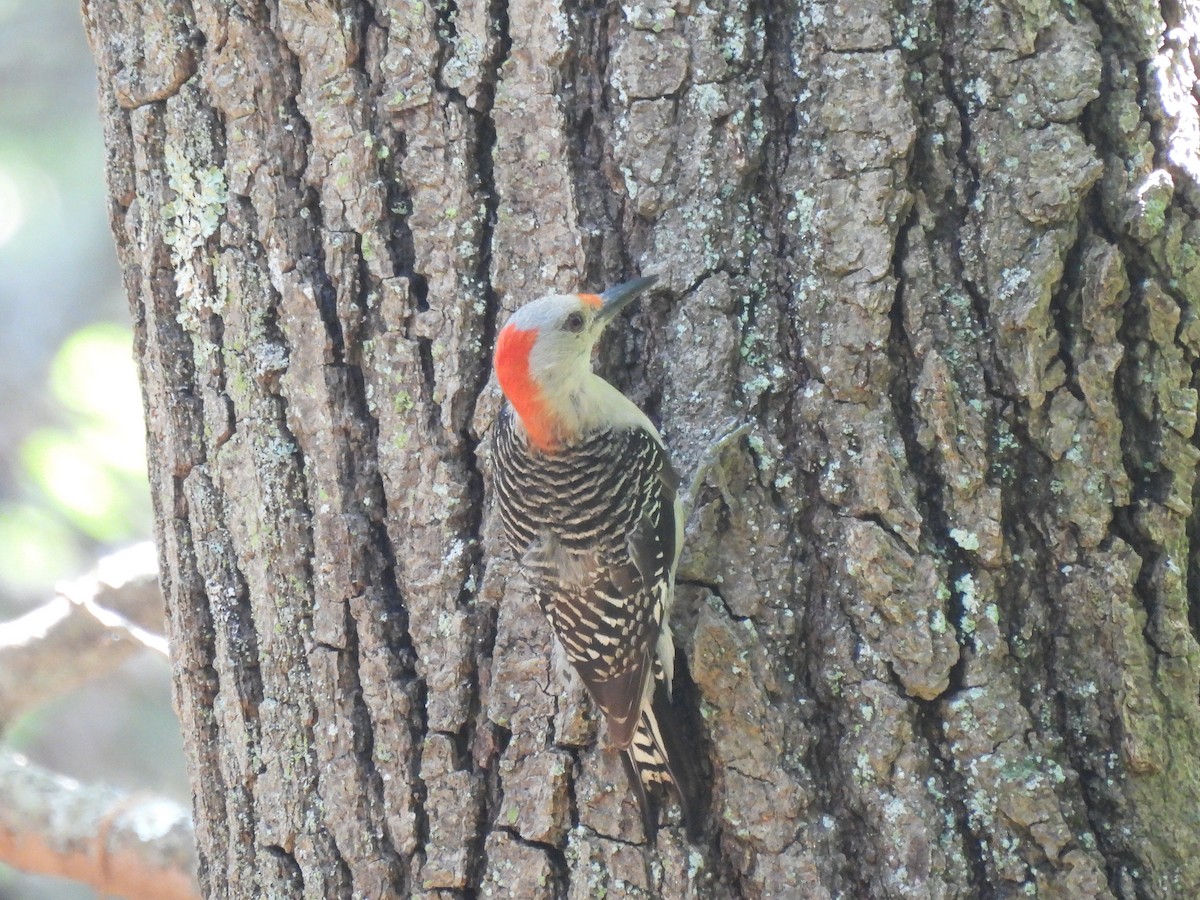 Red-bellied Woodpecker - ML352746311