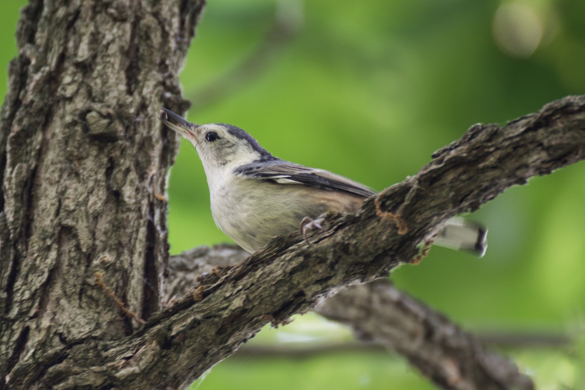 White-breasted Nuthatch - Camille Merrell