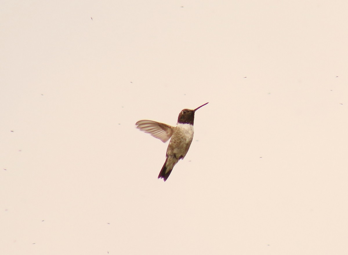 Black-chinned Hummingbird - ML35275541