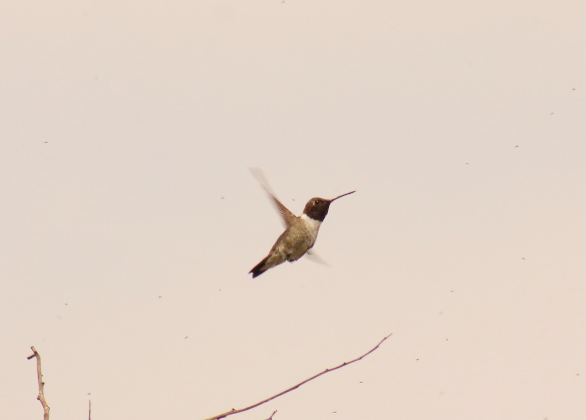 Black-chinned Hummingbird - ML35275581
