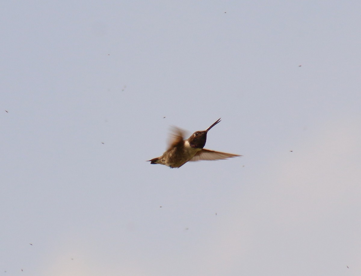 Black-chinned Hummingbird - ML35275601