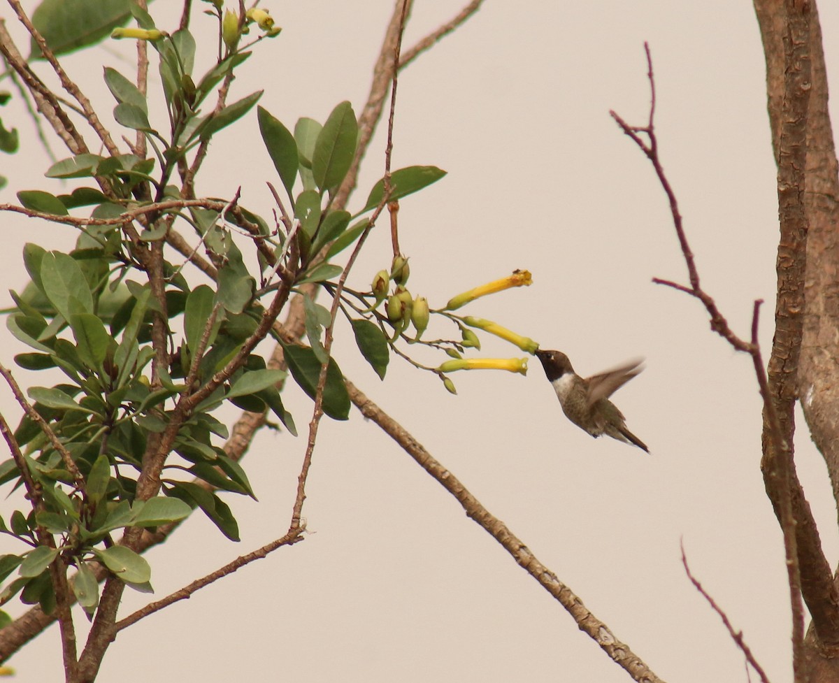 Black-chinned Hummingbird - ML35275611