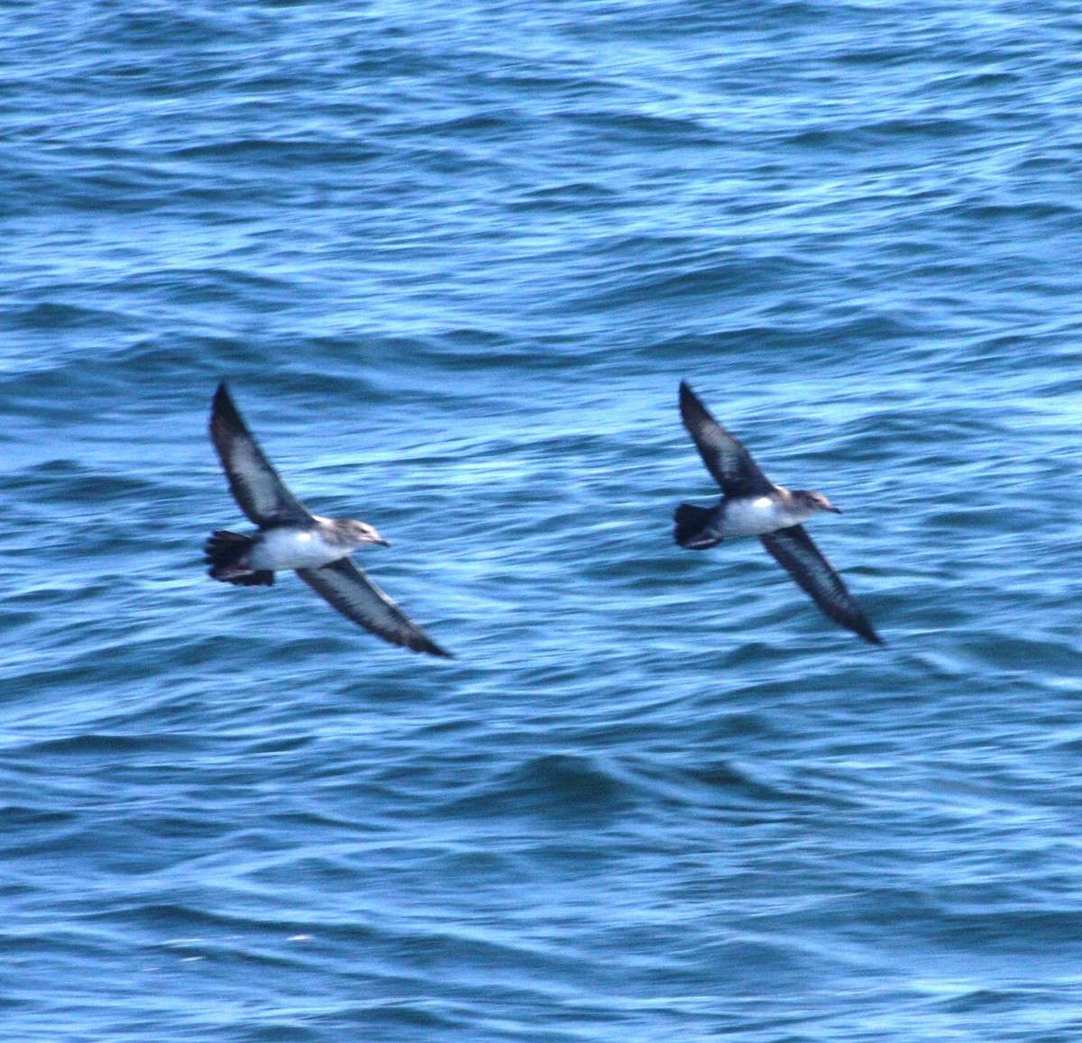 Pink-footed Shearwater - ML35276081