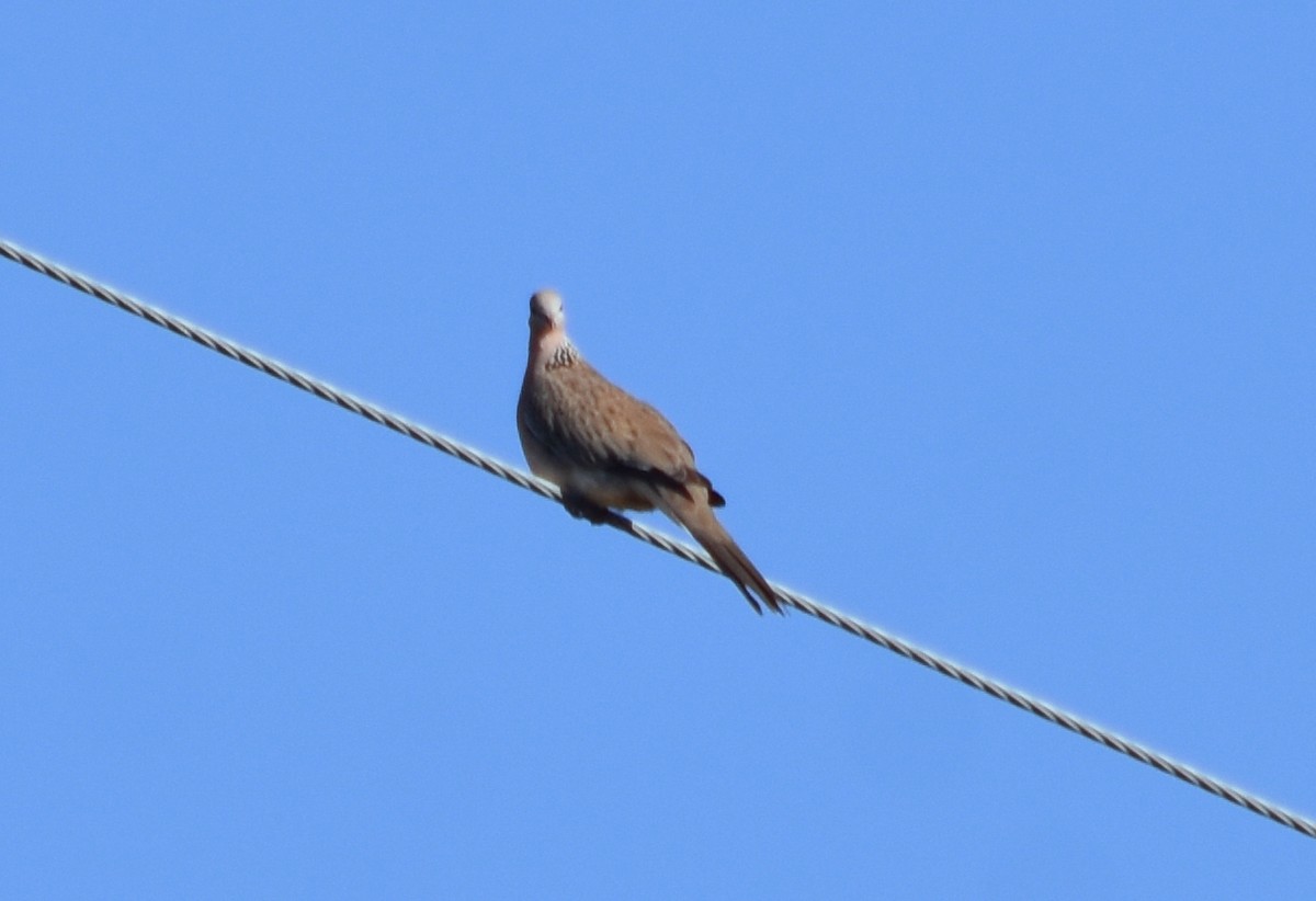 Spotted Dove - ML352763341