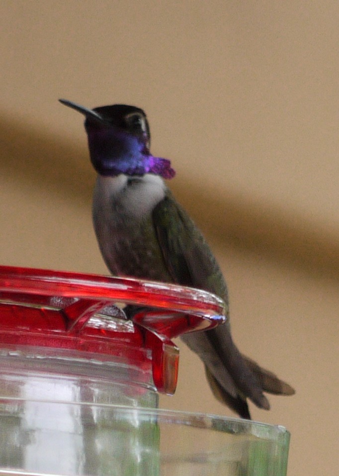 Costa's Hummingbird - ML352770031