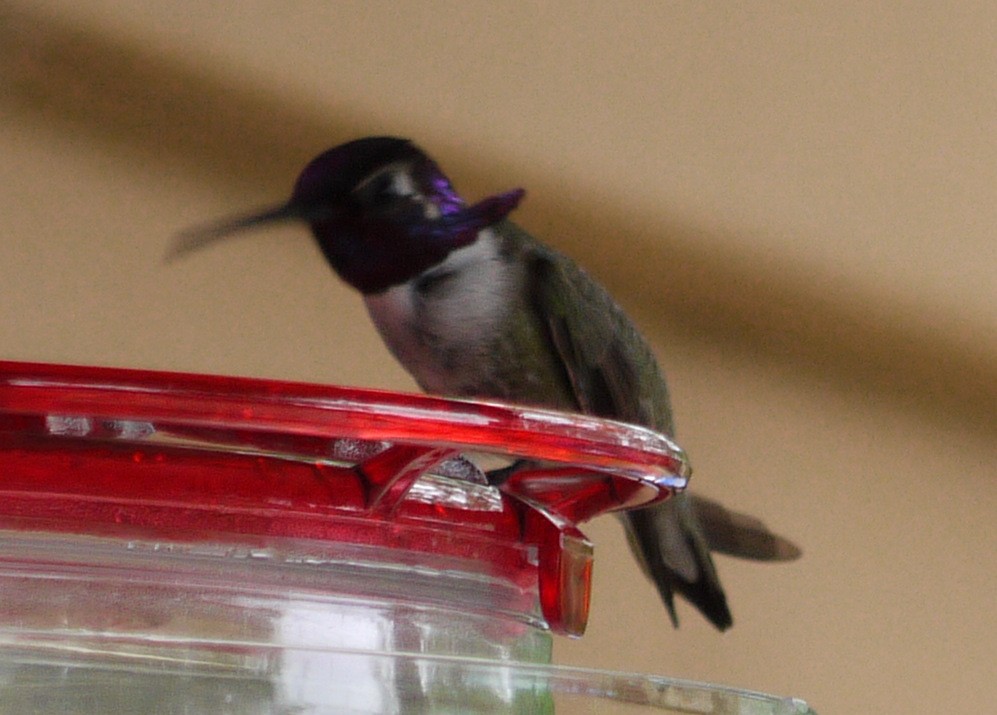 Costa's Hummingbird - ML352770051