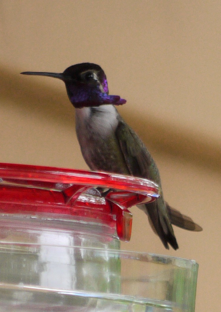 Costa's Hummingbird - ML352770061