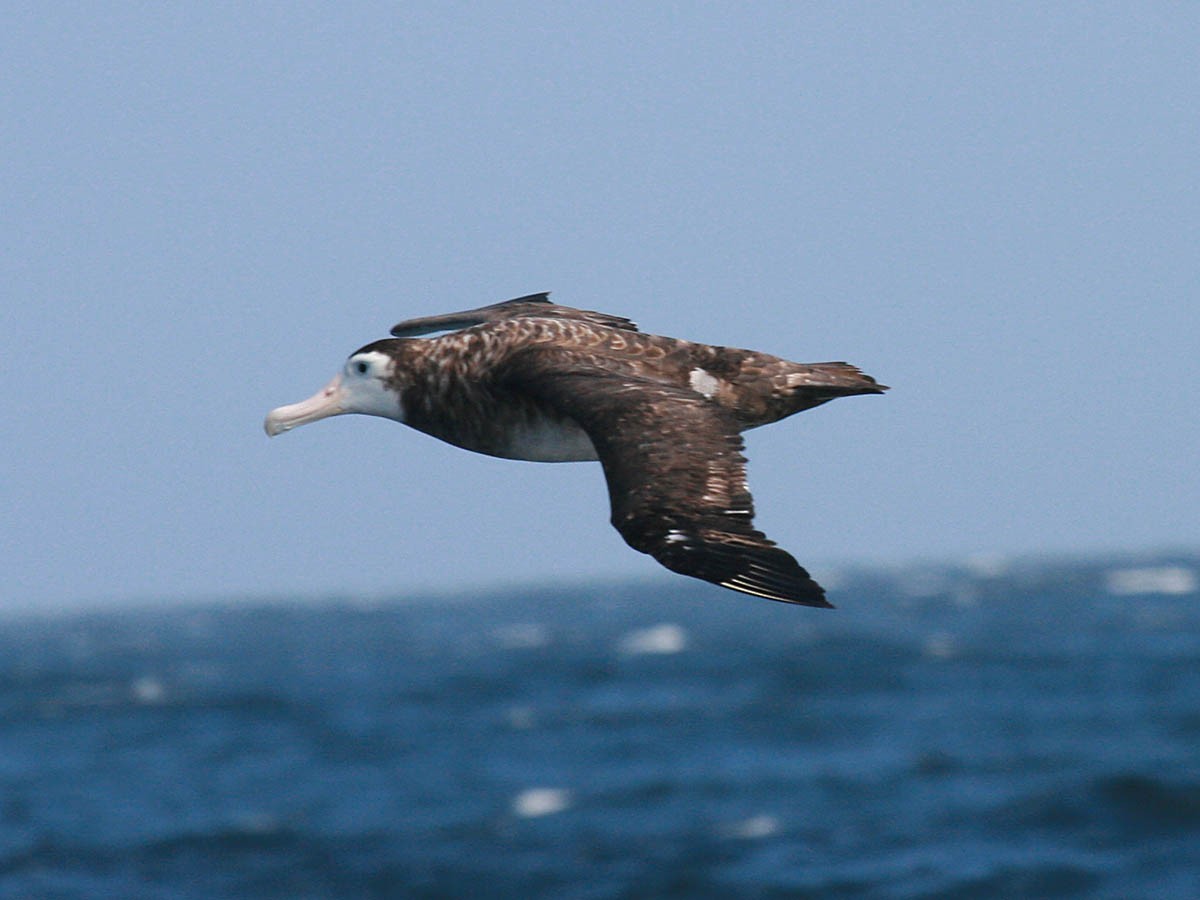 Antipodean Albatross (New Zealand) - ML35277051