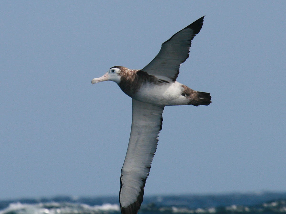 Antipodean Albatross (New Zealand) - ML35277061