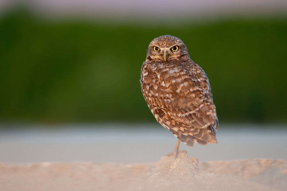 Burrowing Owl - ML352770611
