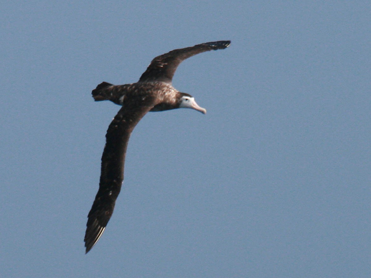 Antipodean Albatross (New Zealand) - ML35277071