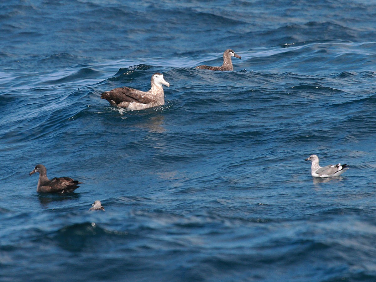 Antipodean Albatross (New Zealand) - ML35277091