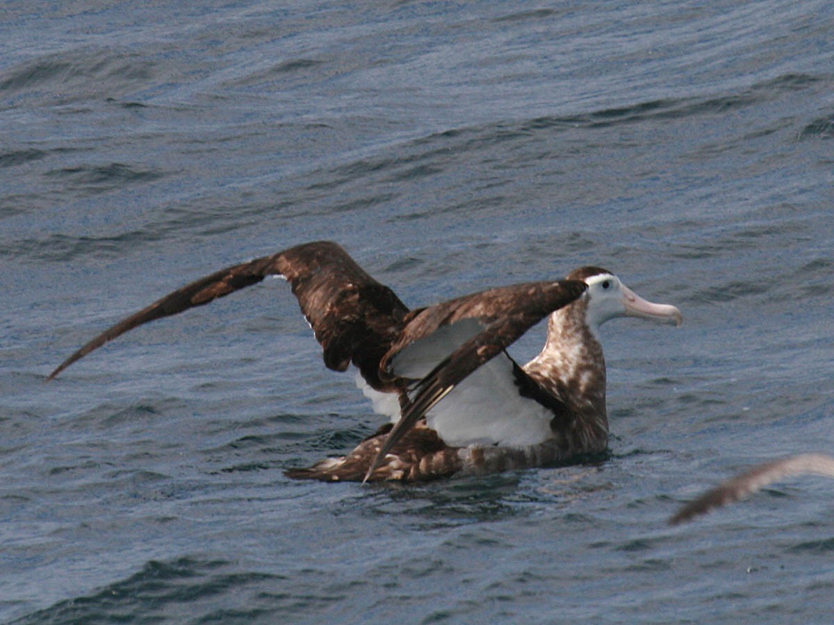 Antipodean Albatross (New Zealand) - ML35277101