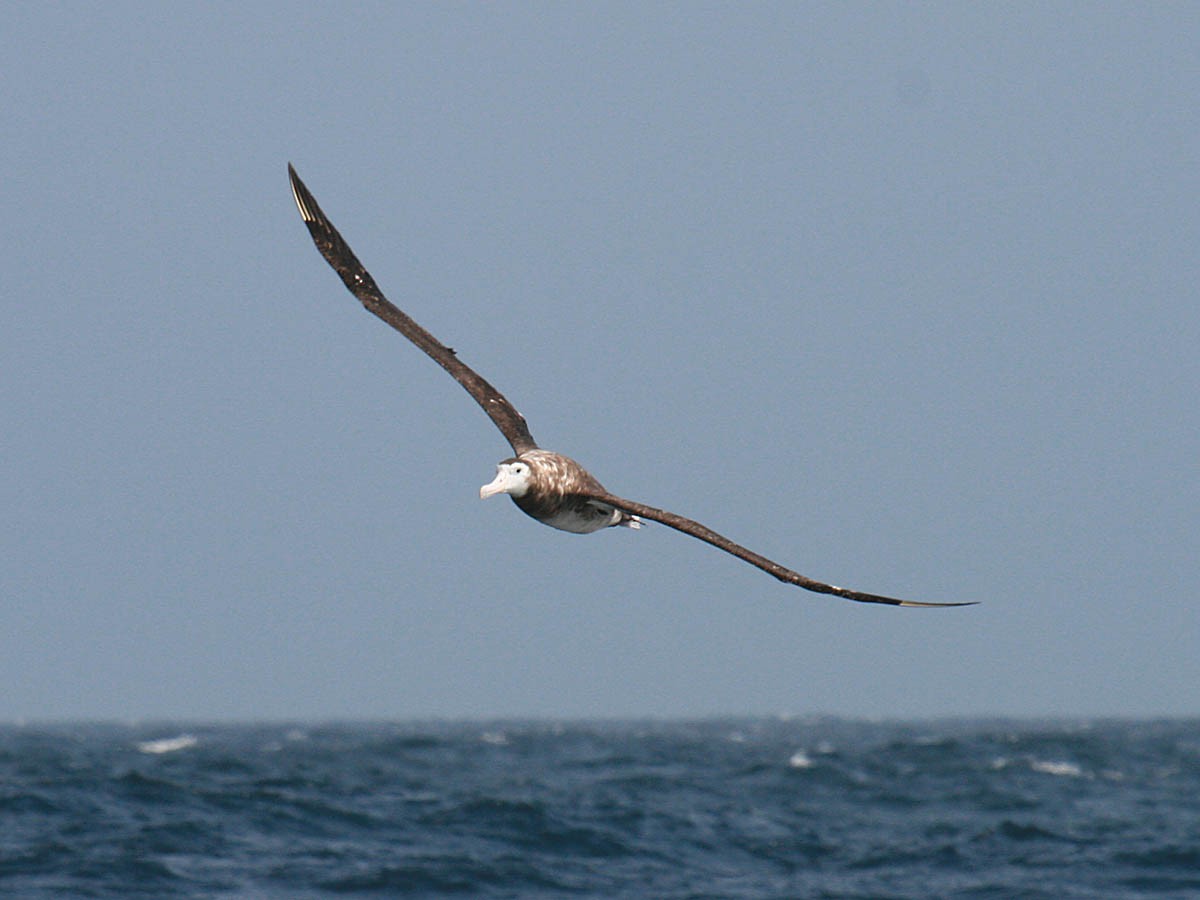 Antipodean Albatross (New Zealand) - ML35277111