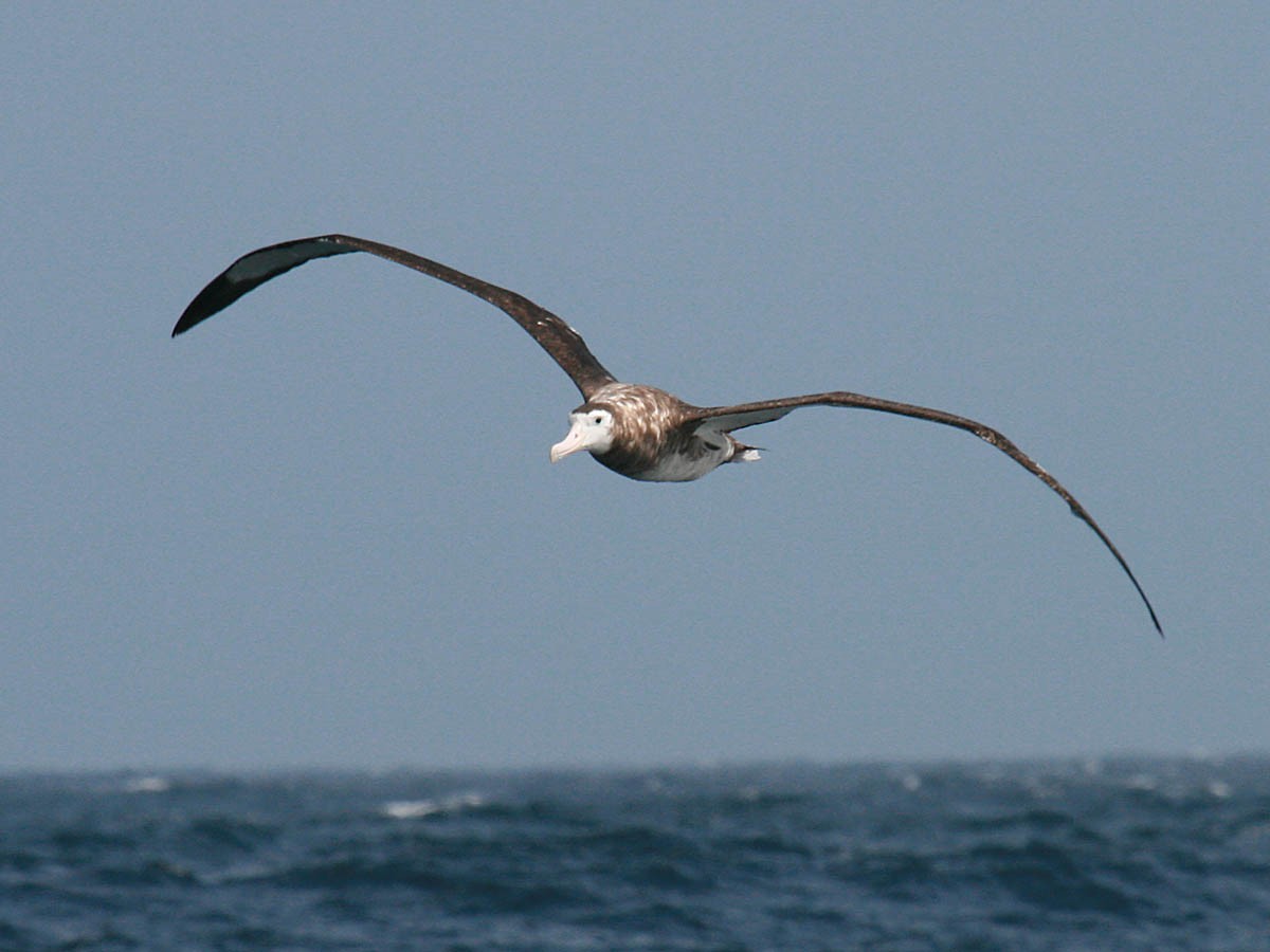Antipodean Albatross (New Zealand) - ML35277121