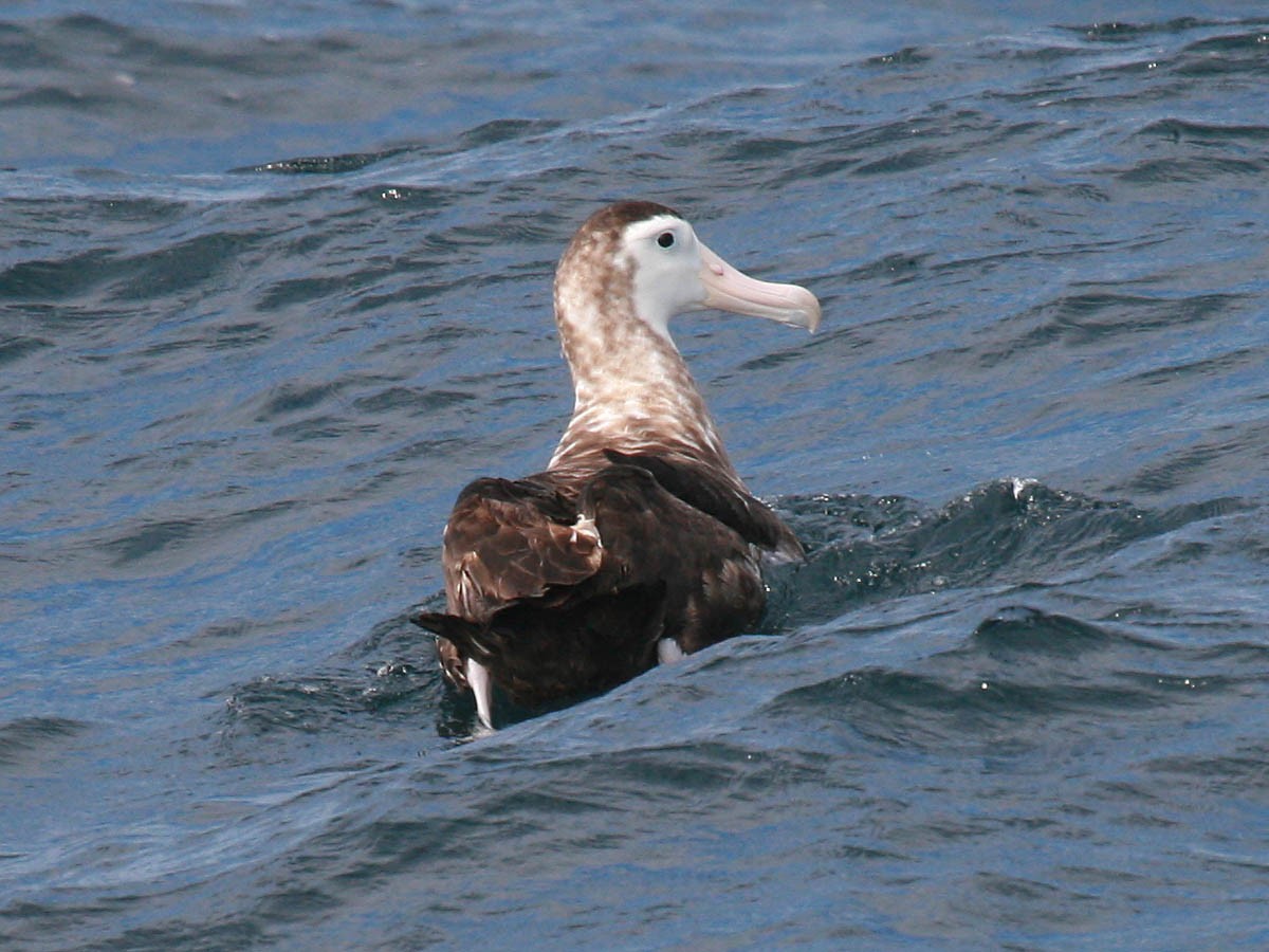 Antipodean Albatross (New Zealand) - ML35277131