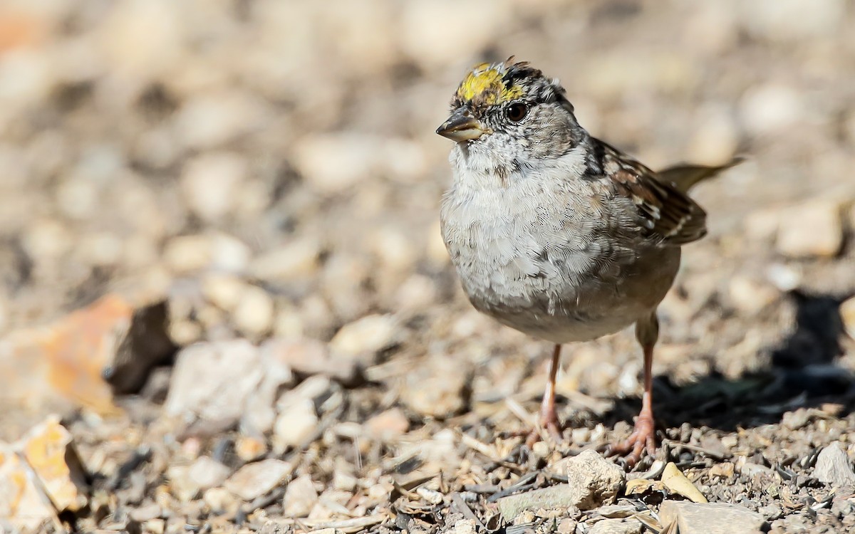 Golden-crowned Sparrow - ML352771691