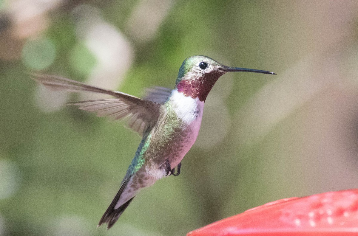 Broad-tailed Hummingbird - Mel Senac