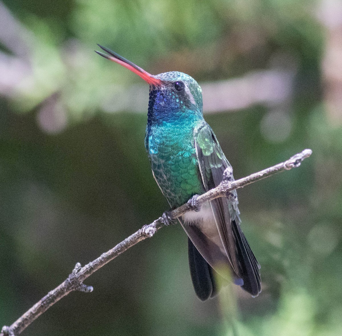 Broad-billed Hummingbird - ML35277921