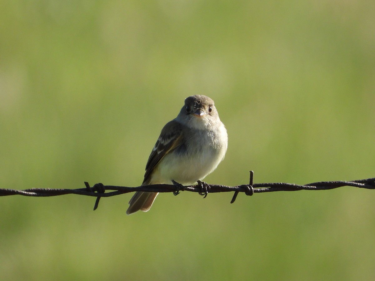 Willow Flycatcher - James Maley